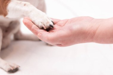Köpek pençesi tutan bir insan eli. Köpek ve insan arasındaki arkadaşlığa yakından bak.