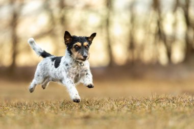 Hızlı Jack Russell Terrier köpeği ilkbaharın başlarında bir çayırda yanlamasına koşuyor.