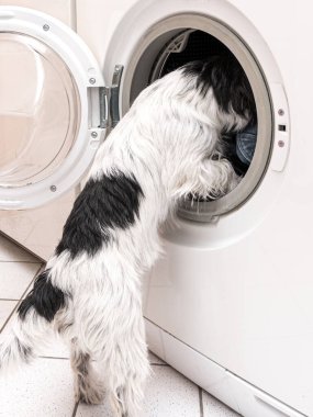 Küçük şirin Jack Russell Terrier köpeği kafası içine sıkışmış bir çamaşır makinesinin önünde duruyor.