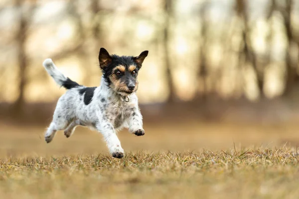 Fast Jack Russell Terrier Perro Está Corriendo Lado Sobre Prado —  Fotos de Stock