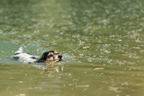 Küçük Şirin Jack Russell Terrier Köpeği Suda Neşeyle Yüzer Ağzında — Stok fotoğraf