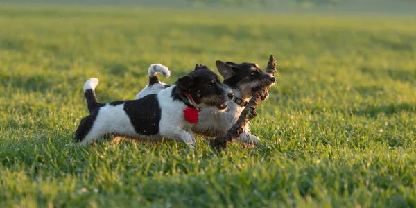 Dois Filhotes Bonitos Jack Russell Terrier Cães Correr Juntos Através — Fotografia de Stock