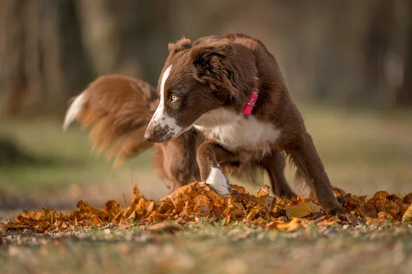 Beautiful Australian Shepherd Dog Running Tree Avenue Woods — стоковое фото