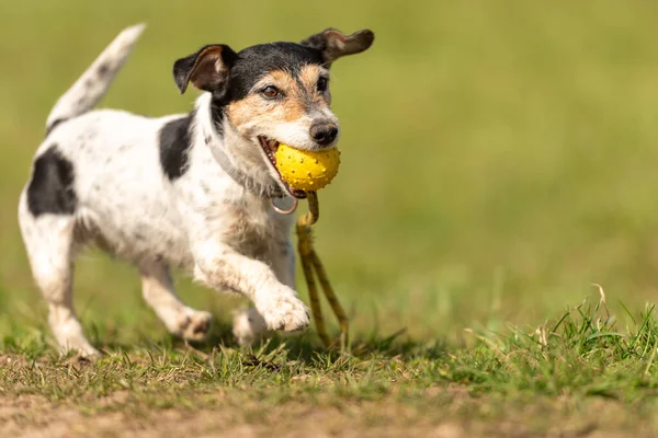 Küçük şirin Jack Russell Terrier köpeği hızla koşuyor ve ağzında oyuncaklarla çayırda neşeyle koşuyor.