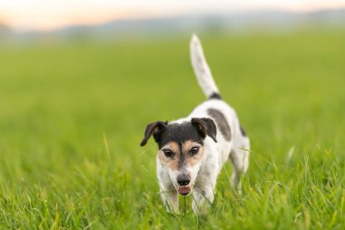 Tatlı küçük Jack Russell Terrier köpeği yeşil çayırda koşuyor. 