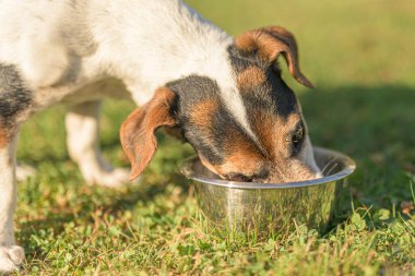 Köpek sıcak bir yaz gününde bir kaseden su içiyor - Jack Russell Terrier Köpeği 13 yaşında.