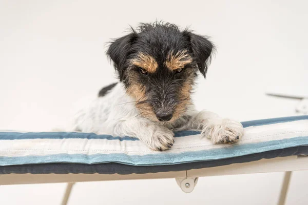 Söt Liten Jack Russell Terrier Hund Liggande Solstol Det Finns — Stockfoto