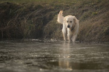 Güzellik labrador Retriever köpeği sonbaharda gölün arka ışığında aktif olacak.