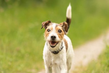 Güzel Parson Russell Terrier köpeği yeşil arka planda yeşil bir çayırda duruyor. 