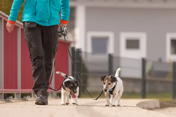 Tratador Cães Caminha Com Seus Cachorrinhos Uma Estrada Dois Bonitos — Fotografia de Stock