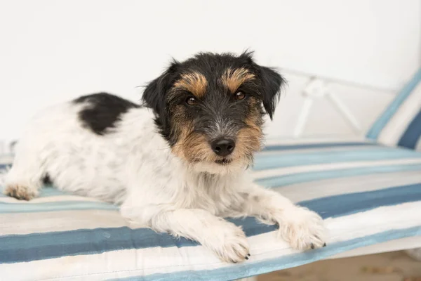 Söt Liten Jack Russell Terrier Hund Liggande Solstol Det Finns — Stockfoto