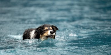 funny dog in the low water in the lake - border collie