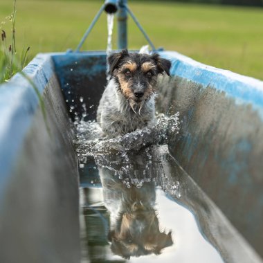 cute little jack russell terrier dog is on a hot summer day in a kneipp treading pool in nature
