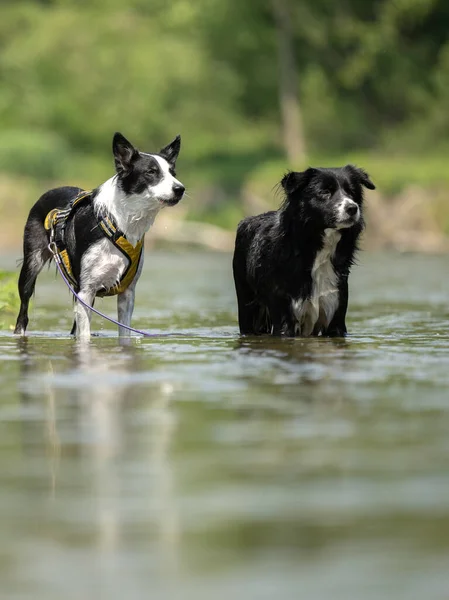 two dogs in the low water in the lake - border collies