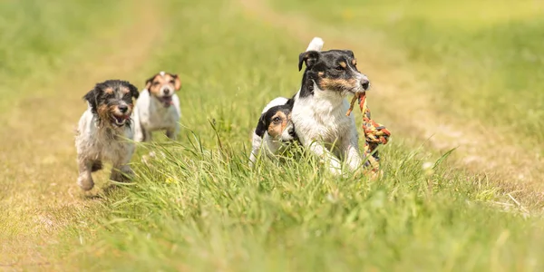 Many small dog run and play with a ball in a meadow A pack of Jack Russell Terrier