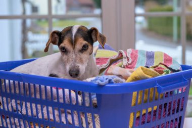 Köpek çamaşır sepetinde yeni yıkanmış ve içeride ütülenmiş bir şekilde yatıyor. Jack Russell Terrier köpeği 10 yaşında. Saç tipi pürüzsüz