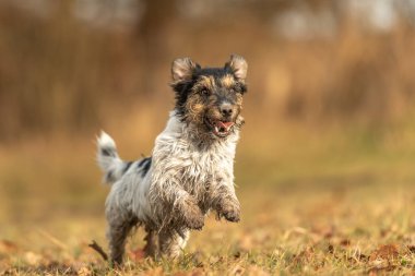 Hızlı Jack Russell Terrier köpeği ilkbaharın başlarında bir çayırda yanlamasına koşuyor.