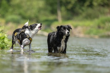 two dogs in the low water in the lake - border collies