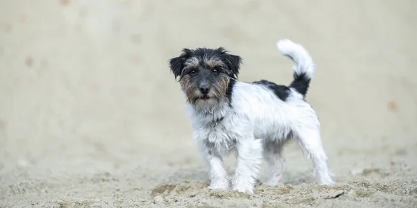 Söt Liten Jack Russell Terrier Hund Sandgrop — Stockfoto