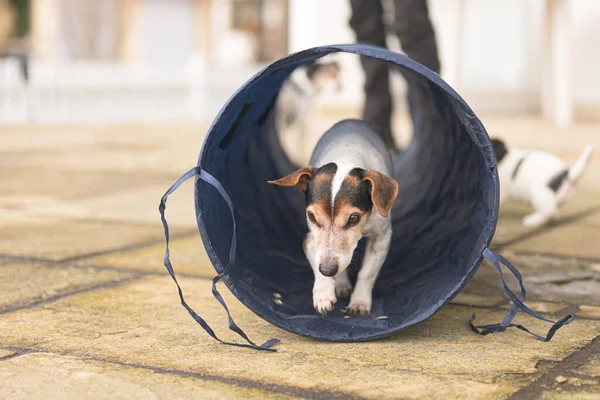 Jack Russell Terrier Σκύλος Γιαγιά Ετών Πηγαίνει Μέσα Από Σήραγγα — Φωτογραφία Αρχείου
