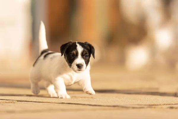 Piesek Wieku Tygodni Młody Szczeniak Jack Russell Terrier Ogrodzie — Zdjęcie stockowe