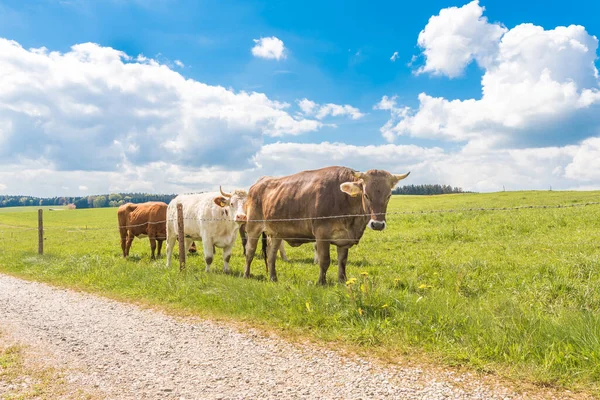 Una Pequeña Manada Vacas Con Cuernos Pasto Unterallaeu Baviera Come — Foto de Stock