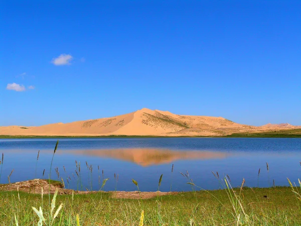 Qinghai sjön milton — Stockfoto