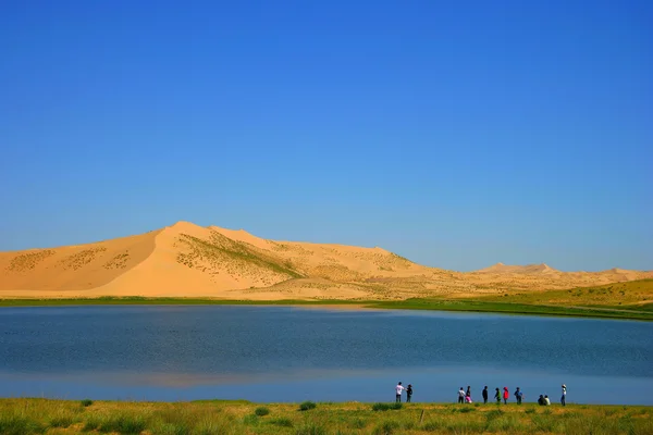 Qinghai sjön milton — Stockfoto