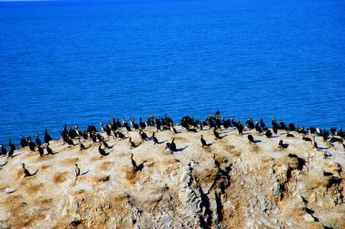 Qinghai Gölü karabatak Adası