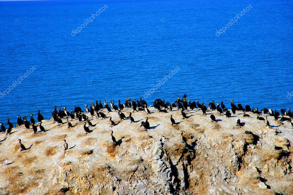 Qinghai Lake Cormorant Island — Stock Photo © jingaiping 28837491