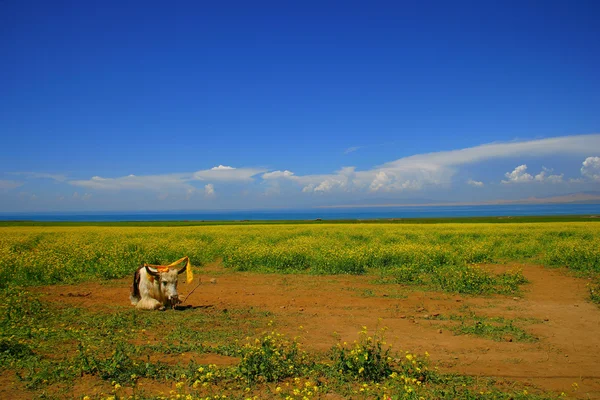 Qinghai Lake canola flower ground — Stock Photo, Image