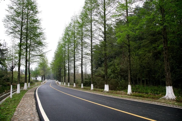 Kinesiska yi county, anhui tre träd highway — Stockfoto