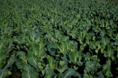 Bishan ilçe yancun marul sebze