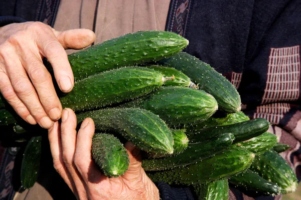 Bishan County Yancun vegetable base "cucumber" vegetable field and farmer at harvest cucumbers — Stock Photo, Image