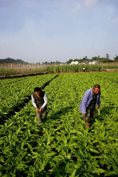 Bishan County Yancun base de légumes "laitue" légume Ota — Photo