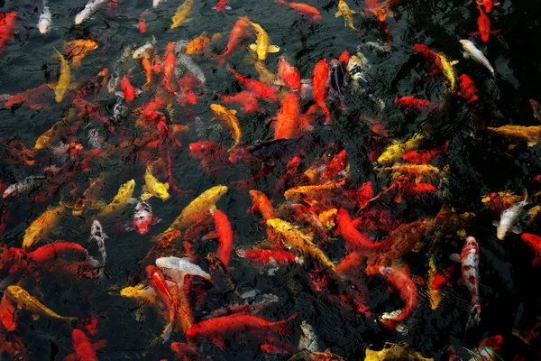 Nanjing jinling renk koi pond — Stok fotoğraf