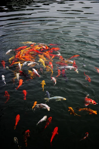 Nanjing Jinling colore koi stagno — Foto Stock