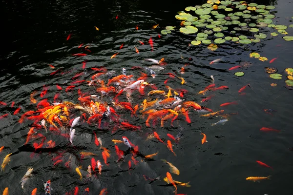 Nanjing jinling barvy koi rybník — Stock fotografie