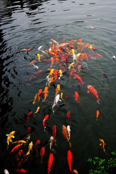 南京金陵颜色锦鲤池 — 图库照片