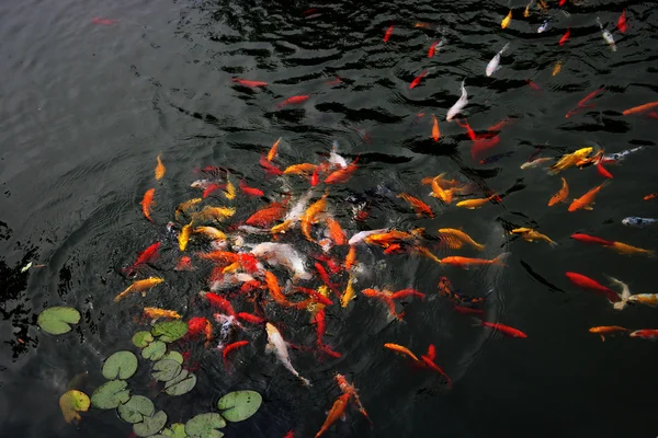 Nanjing Jinling colore koi stagno — Foto Stock