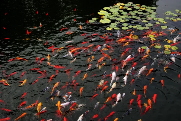 Nanjing jinling Farbe koi Teich — Stockfoto