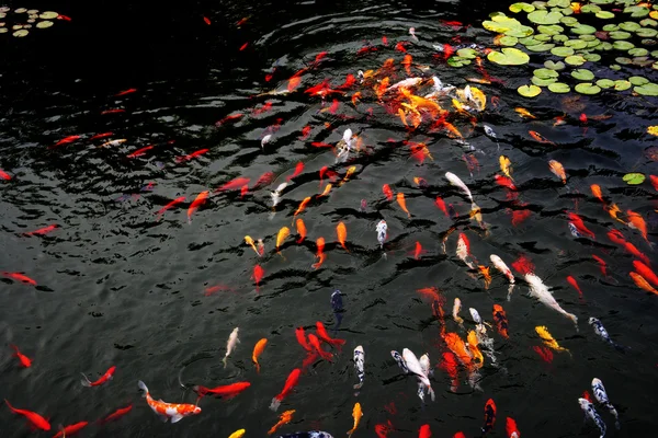 Nanjing jinling renk koi pond — Stok fotoğraf