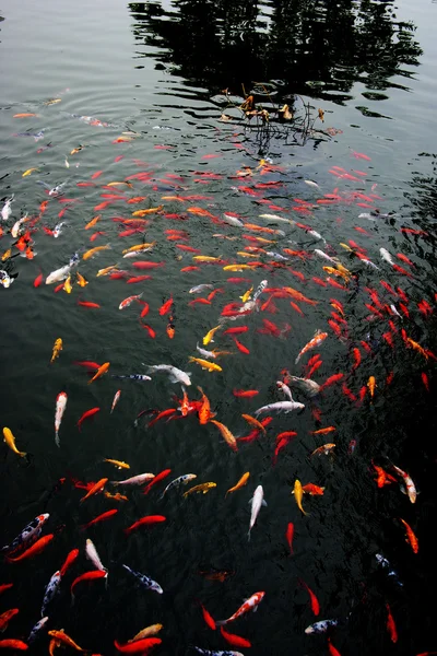 南京金陵颜色锦鲤池 — 图库照片