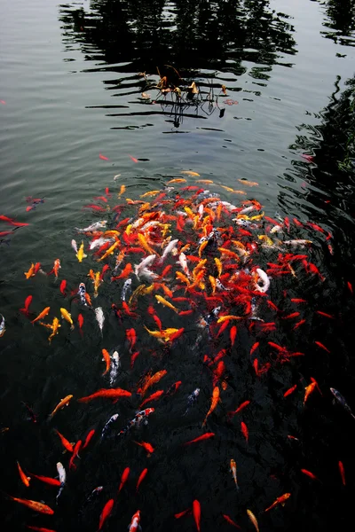 Nanjing jinling renk koi pond — Stok fotoğraf