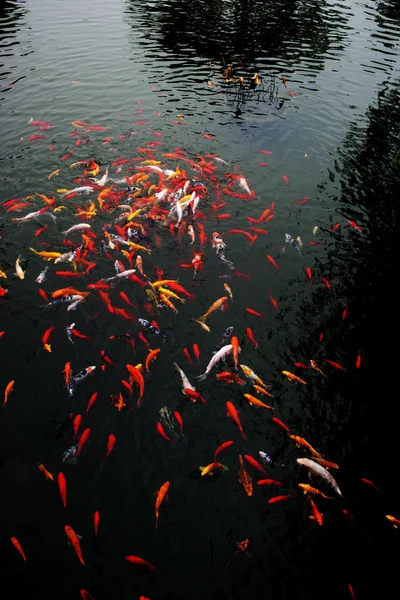 Nanjing Jinling cor lagoa koi — Fotografia de Stock
