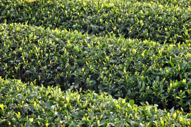 dönüm yeşil sürgünler parfüm