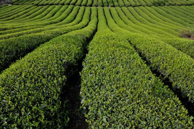 dönüm yeşil sürgünler parfüm