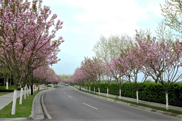 Avenue cerisiers international de Chongqing État — Photo