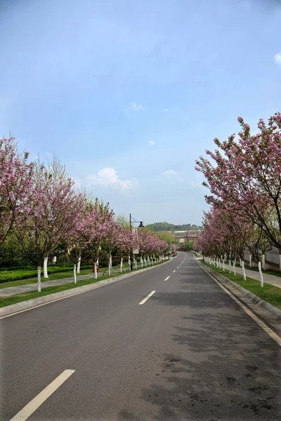 Chongqing State International Cherry Avenue — Stock Photo, Image