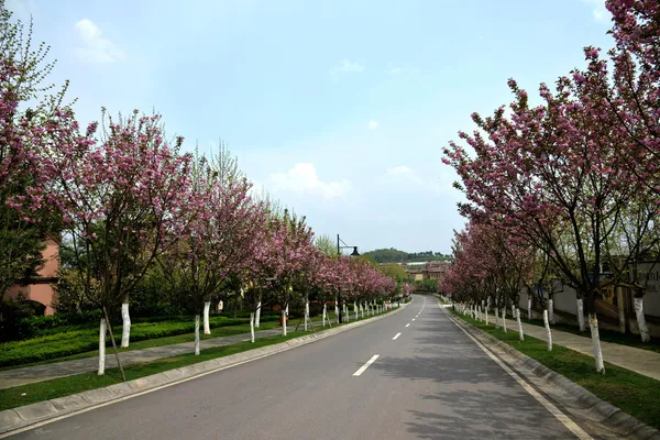 Viale ciliegio internazionale di Chongqing stato — Foto Stock